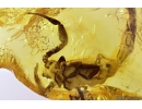 Extremely Rare Scorpion in Baltic amber stone #11223