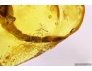 Extremely Rare Scorpion in Baltic amber stone #11223