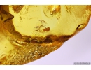 Extremely Rare Scorpion in Baltic amber stone #11223