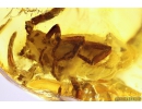 Extremely Rare Scorpion in Baltic amber stone #11223