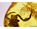 Extremely Rare Scorpion in Baltic amber stone #11223
