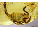 Extremely Rare Scorpion in Baltic amber stone #11223