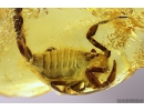 Extremely Rare Scorpion in Baltic amber stone #11223