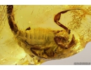 Extremely Rare Scorpion in Baltic amber stone #11223