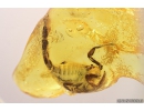 Extremely Rare Scorpion in Baltic amber stone #11223