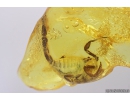 Extremely Rare Scorpion in Baltic amber stone #11223