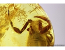 Extremely Rare Scorpion in Baltic amber stone #11223