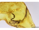 Extremely Rare Scorpion in Baltic amber stone #11223