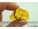 Extremely Rare Scorpion in Baltic amber stone #11223