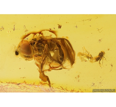 Hover Fly Syrphidae, Parasitic Wasps Hymenoptera and More. Fossil inclusions in Baltic amber #11228