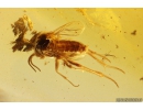 Hover Fly Syrphidae, Parasitic Wasps Hymenoptera and More. Fossil inclusions in Baltic amber #11228