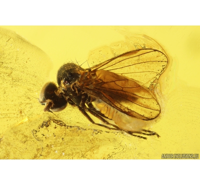 Rare Dance Fly Hybotidae, 2 Caddisflies Trichoptera and More . Fossil insects in Baltic amber #11232