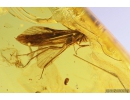 Rare Dance Fly Hybotidae, 2 Caddisflies Trichoptera and More . Fossil insects in Baltic amber #11232