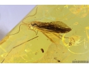 Rare Dance Fly Hybotidae, 2 Caddisflies Trichoptera and More . Fossil insects in Baltic amber #11232