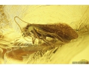 Rare Dance Fly Hybotidae, 2 Caddisflies Trichoptera and More . Fossil insects in Baltic amber #11232