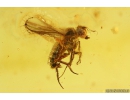 True Bug Miridae, Long-legged flies Dolichopodidae and More. Fossil insects in Baltic amber #11233