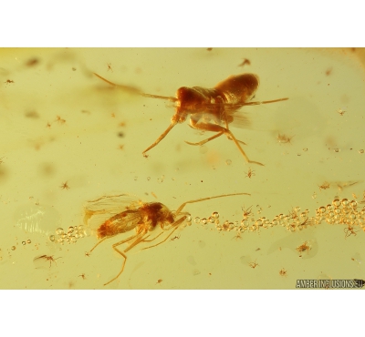 True Bug Miridae, Long-legged flies Dolichopodidae and More. Fossil insects in Baltic amber #11233