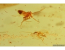 True Bug Miridae, Long-legged flies Dolichopodidae and More. Fossil insects in Baltic amber #11233