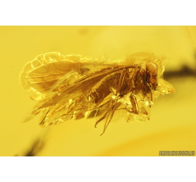 Nice Psocid, Psocoptera. Fossil insect in Baltic amber #11234