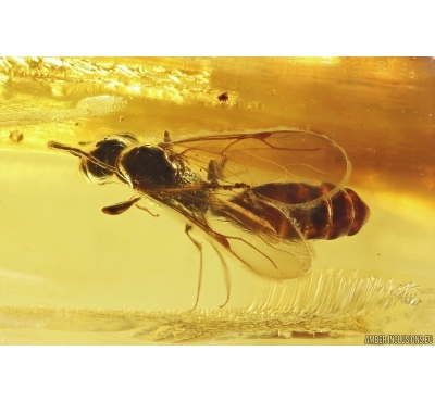 Nice Wasp Hymenoptera and Rare Frit fly Acalyptratae. Fossil inclusions Baltic amber #11237