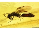 Nice Wasp Hymenoptera and Rare Frit fly Acalyptratae. Fossil inclusions Baltic amber #11237