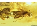Nice Wasp Hymenoptera and Rare Frit fly Acalyptratae. Fossil inclusions Baltic amber #11237