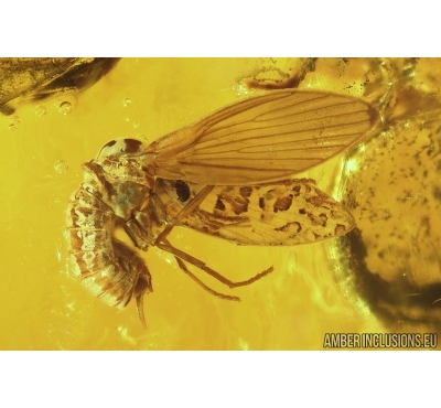 Nice  Moth fly Psychodidae, Beetle Coleoptera and More. Fossil insects in Baltic amber #11241
