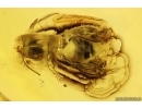 Click beetle Elateroidea. Fossil insect in Baltic amber #11242