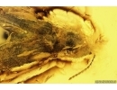 Click beetle Elateroidea. Fossil insect in Baltic amber #11242