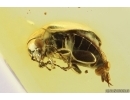 Nice Marsh Beetle Scirtidae. Fossil insect in Baltic amber #11243