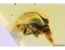 Nice Marsh Beetle Scirtidae. Fossil insect in Baltic amber #11243