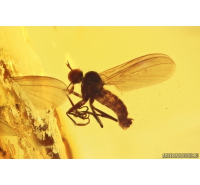 3 Dance flies Empididae. Fossil inclusions in Baltic amber #11244