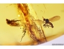 3 Dance flies Empididae. Fossil inclusions in Baltic amber #11244
