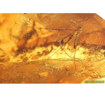 Crane fly Limoniinae, Mite Acari and Plants. Fossil inclusions in Baltic amber stone #11245