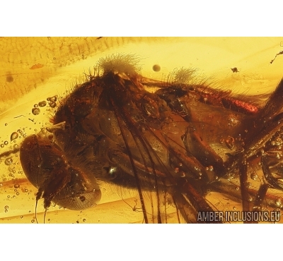 Snipe Fly Rhagionidae with Fungi and 2 Caddisflies Trichoptera. Fossil insects in Baltic amber #