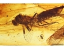 Snipe Fly Rhagionidae with Fungi and 2 Caddisflies Trichoptera. Fossil insects in Baltic amber #