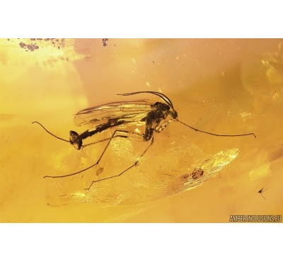 Nice Fungus Gnat Palaeoempalia. Fossil inclusion in Big 40g Baltic amber stone #11247