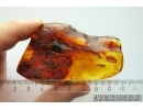 Nice Fungus Gnat Palaeoempalia. Fossil inclusion in Big 40g Baltic amber stone #11247