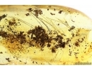 Mammalian hair. Fossil inclusion in Baltic amber #11249