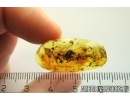 Mammalian hair. Fossil inclusion in Baltic amber #11249