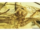 Mammalian hair, big Spider, Thrips and Moth flies Psychodidae. Fossil inclusions Baltic amber #11250