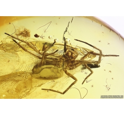 Mammalian hair, Spider Araneae and Dipterans. Fossil inclusions Baltic amber #11250