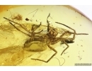 Mammalian hair, big Spider, Thrips and Moth flies Psychodidae. Fossil inclusions Baltic amber #11250