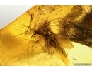 Mammalian hair, big Spider, Thrips and Moth flies Psychodidae. Fossil inclusions Baltic amber #11250