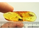 Mammalian hair, big Spider, Thrips and Moth flies Psychodidae. Fossil inclusions Baltic amber #11250