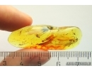 Mammalian hair, big Spider, Thrips and Moth flies Psychodidae. Fossil inclusions Baltic amber #11250