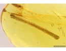 Nice Leaf 20mm Fossil inclusion in Baltic amber stone #11251