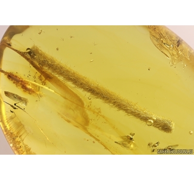 Nice Leaf 20mm Fossil inclusion in Baltic amber stone #11251