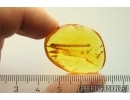 Nice Leaf 20mm Fossil inclusion in Baltic amber stone #11251