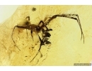 Spider Araneae. Fossil inclusion in Baltic amber stone #11252